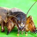 Kako se nositi s medvjedom